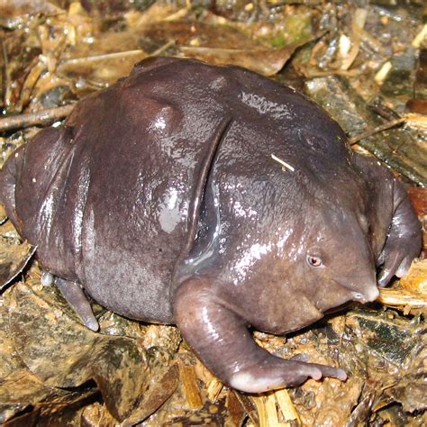 most weird animals|Iba pa.